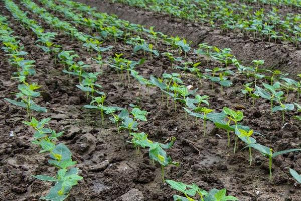 豆角播种后能浇水吗，播种后浇施透水