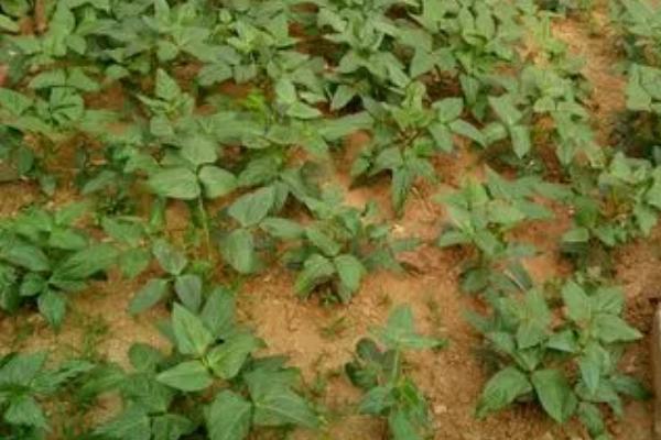 豆角播种后能浇水吗，播种后浇施透水