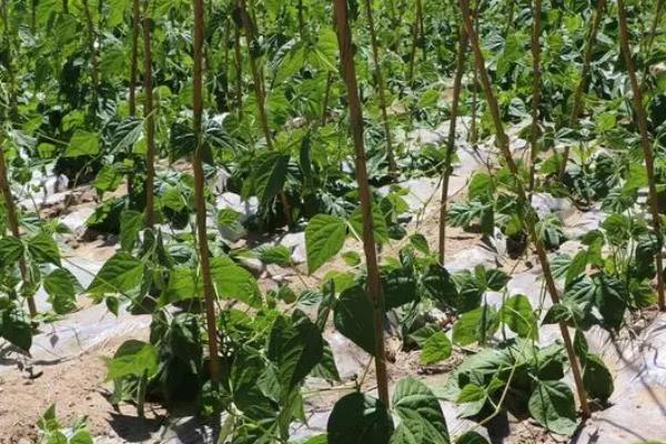 豆角播种后能浇水吗，播种后浇施透水