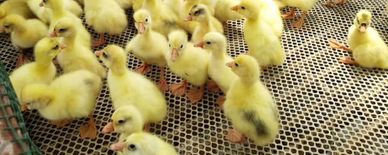 鹅苗喝什么水比较好