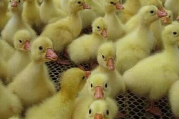 鹅苗喝什么水比较好，葡萄糖水或高锰酸钾溶液