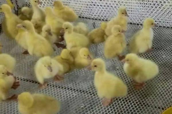 鹅苗喝什么水比较好，葡萄糖水或高锰酸钾溶液