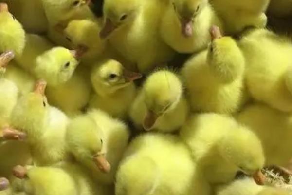 鹅苗喝什么水比较好，葡萄糖水或高锰酸钾溶液