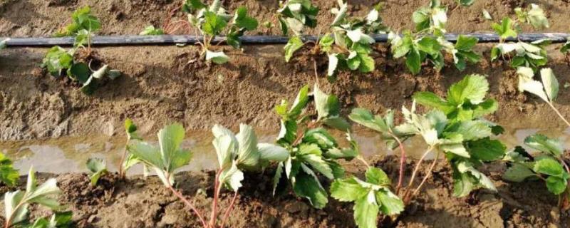 春季草莓水肥管理技术