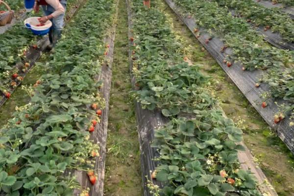 春季草莓水肥管理技术，浇水以小水勤浇为主