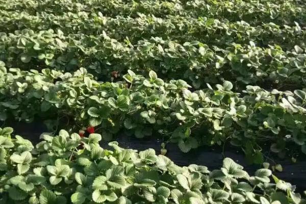 春季草莓水肥管理技术，浇水以小水勤浇为主