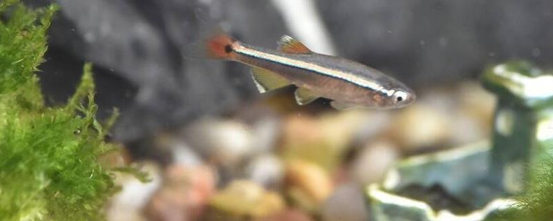 白云金丝是冷水鱼吗