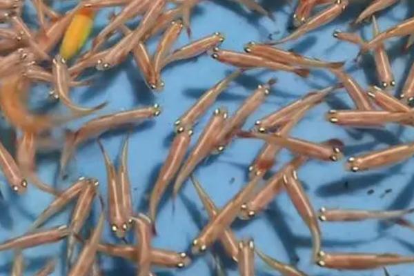 白云金丝是冷水鱼吗，虽是热带鱼但可生活在低温环境中