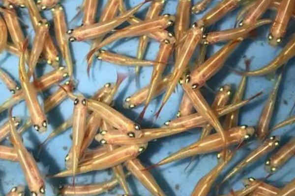 白云金丝是冷水鱼吗，虽是热带鱼但可生活在低温环境中