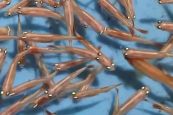 白云金丝是冷水鱼吗，虽是热带鱼但可生活在低温环境中