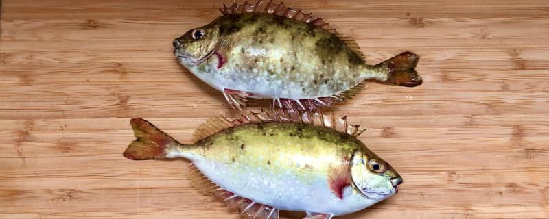 泥猛鱼是淡水鱼还是海鱼