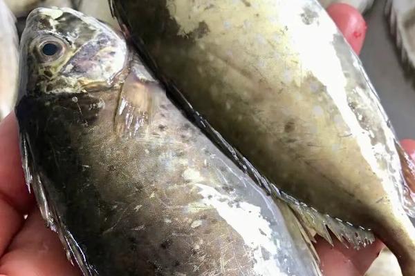 泥猛鱼是淡水鱼还是海鱼，生活在海里是一种海鱼