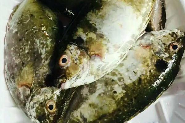 泥猛鱼是淡水鱼还是海鱼，生活在海里是一种海鱼