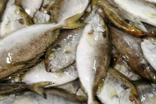 泥猛鱼是淡水鱼还是海鱼，生活在海里是一种海鱼