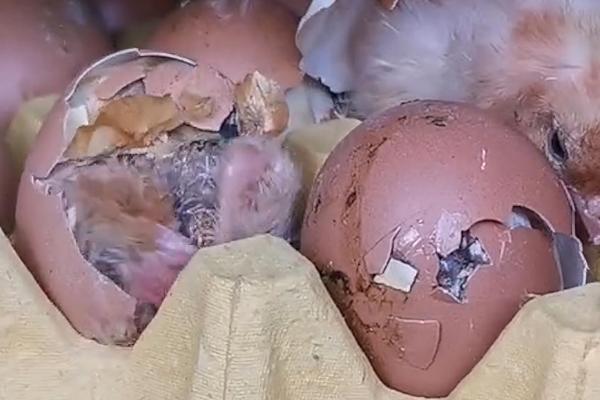 孵化小鸡什么时候凉蛋，18天左右就可以开始