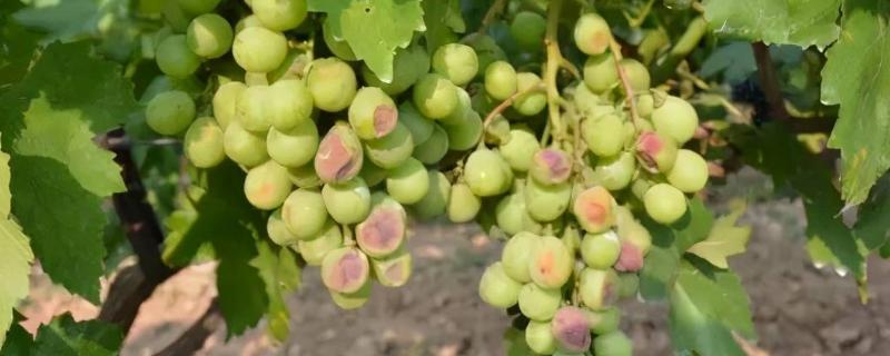 葡萄日灼病与气灼病的症状