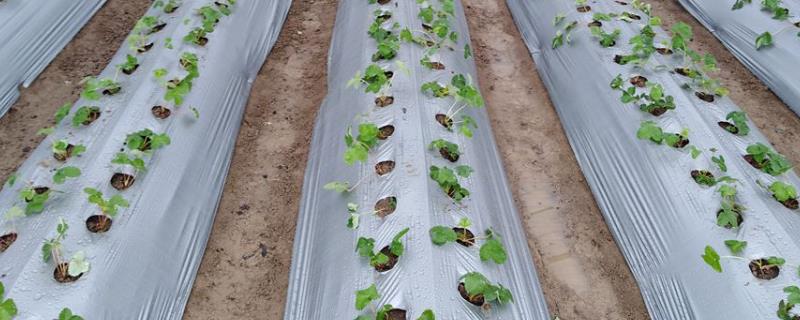 地膜覆盖的好处