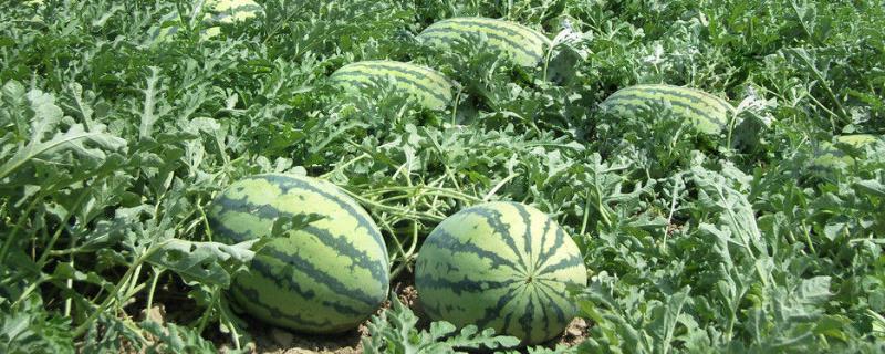 无籽西瓜的栽培管理技术