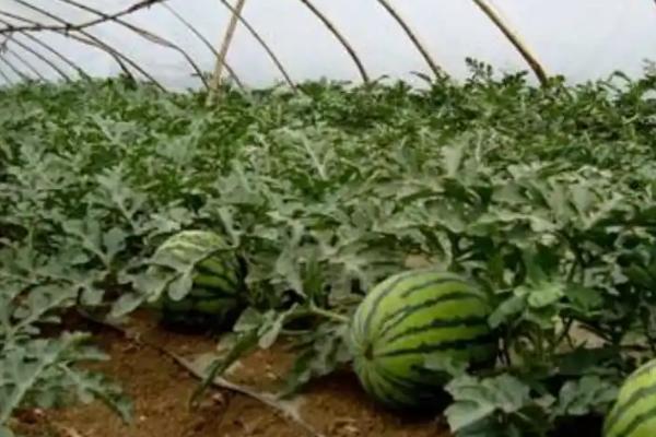无籽西瓜的栽培管理技术,必须破壳才可以顺利发芽
