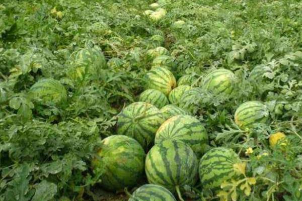 无籽西瓜的栽培管理技术,必须破壳才可以顺利发芽