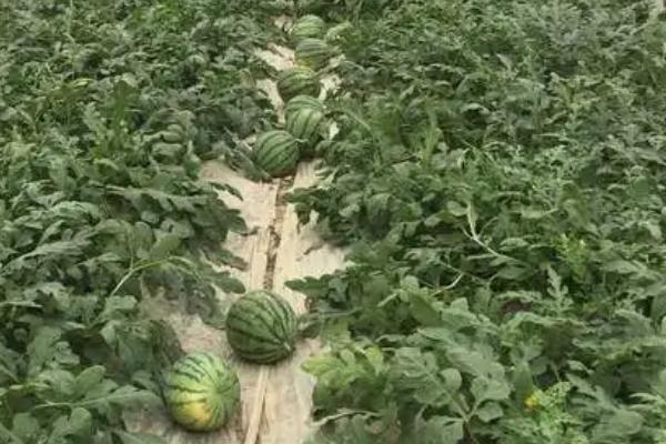 无籽西瓜的栽培管理技术,必须破壳才可以顺利发芽