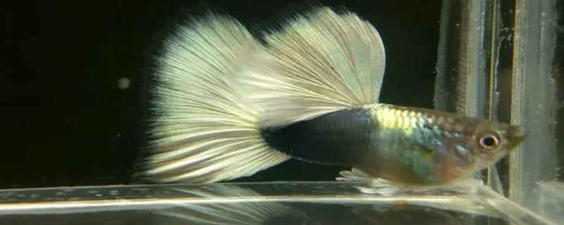 孔雀鱼饿了的表现