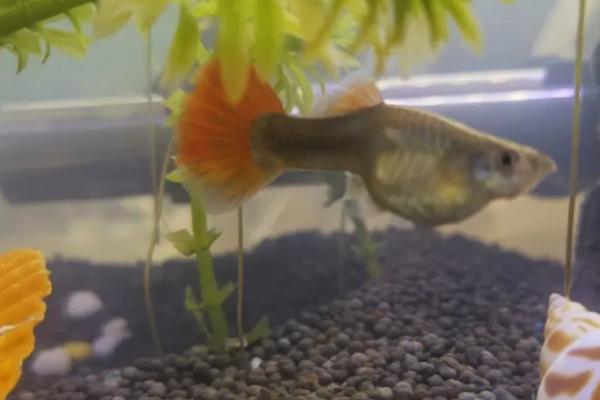 孔雀鱼饿了的表现,会不断地觅食或者啃食水草