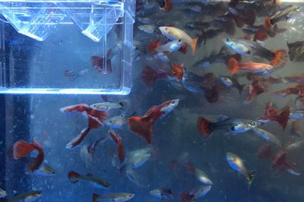 孔雀鱼饿了的表现,会不断地觅食或者啃食水草