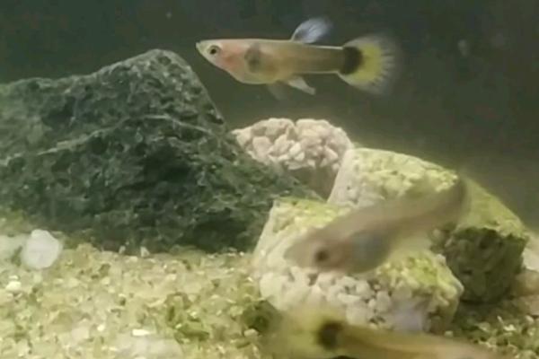 孔雀鱼饿了的表现,会不断地觅食或者啃食水草