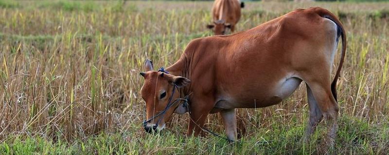 牛晚上一直站着怎么回事