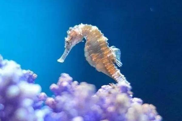 海马是鱼类吗，属于鱼类