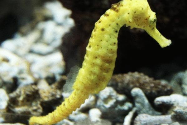 海马是鱼类吗，属于鱼类