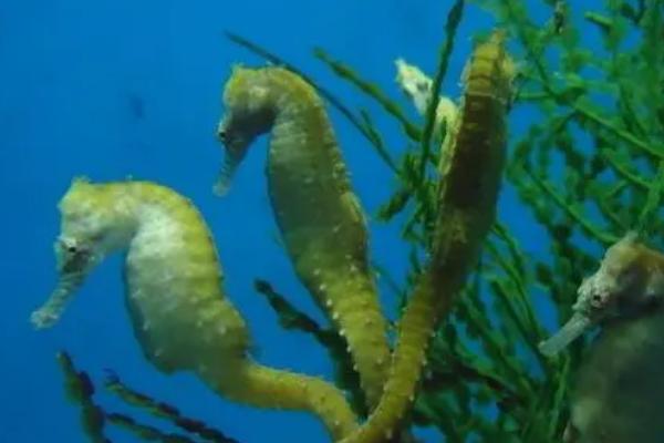 海马是鱼类吗，属于鱼类