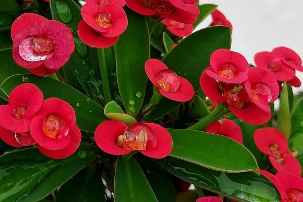 铁海棠的花语，寓意吉祥