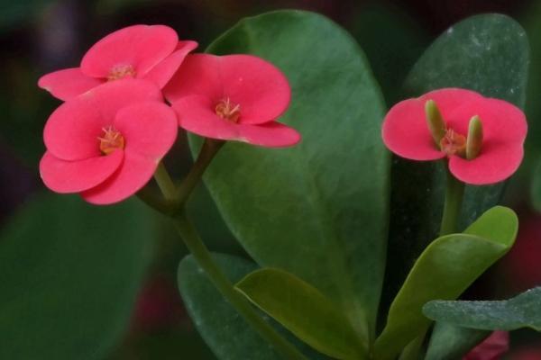 铁海棠的花语，寓意吉祥