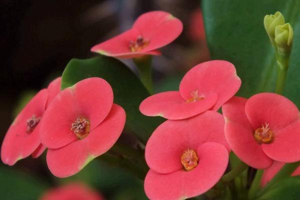 铁海棠的花语，寓意吉祥