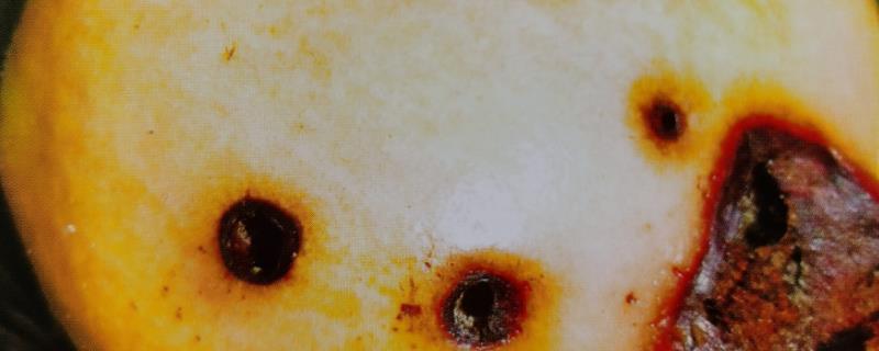 石榴钻心虫发生规律