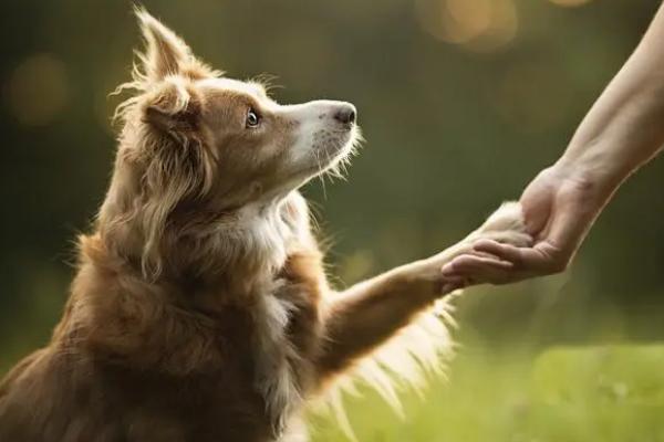 狗握手如何训练,需要反复训练