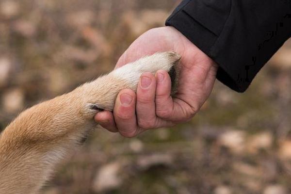 狗握手如何训练,需要反复训练