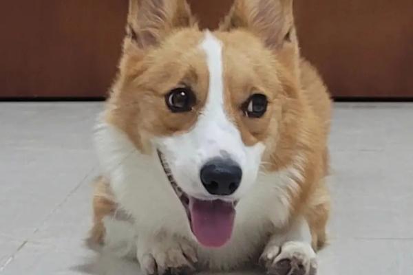 狗握手如何训练,需要反复训练