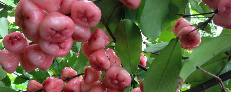 种莲雾用什么土比较好