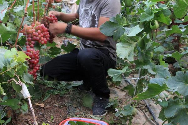 葡萄套种甜瓜的要点，4月份要注意通风炼苗、整枝授粉