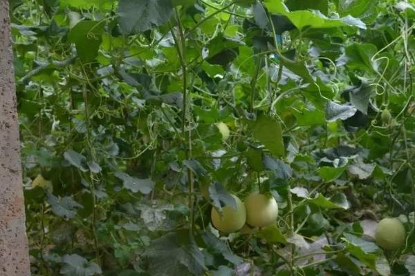 葡萄套种甜瓜的要点，4月份要注意通风炼苗、整枝授粉