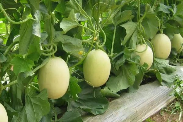 葡萄套种甜瓜的要点，4月份要注意通风炼苗、整枝授粉