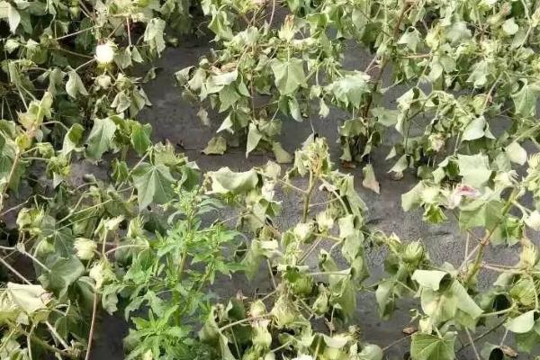 棉花肥害的表现，会发生烧根死苗情况