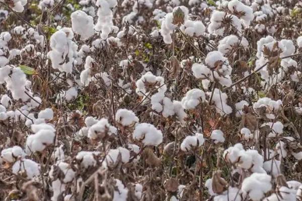 棉花肥害的表现，会发生烧根死苗情况