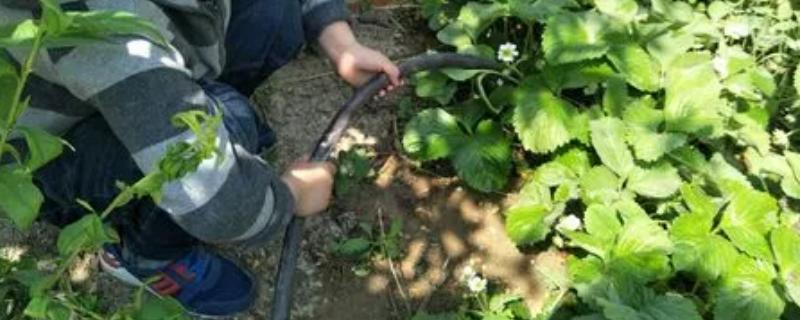 草莓花期怎么使用磷钾肥