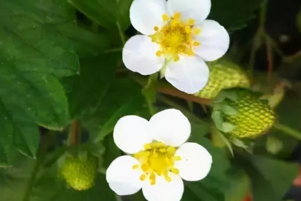 草莓花期怎么使用磷钾肥,可将肥料兑水稀释后淋施至根部附近的土壤中