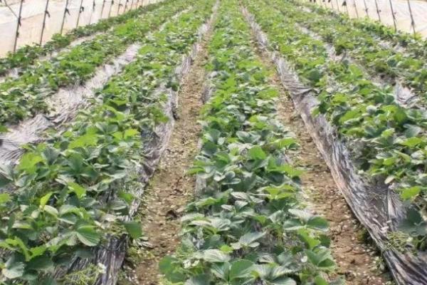 草莓花期怎么使用磷钾肥,可将肥料兑水稀释后淋施至根部附近的土壤中