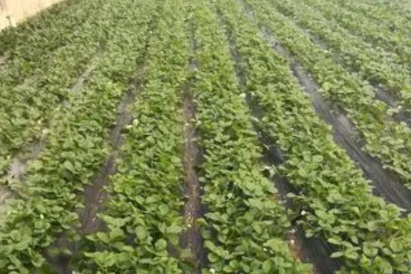 草莓花期怎么使用磷钾肥,可将肥料兑水稀释后淋施至根部附近的土壤中